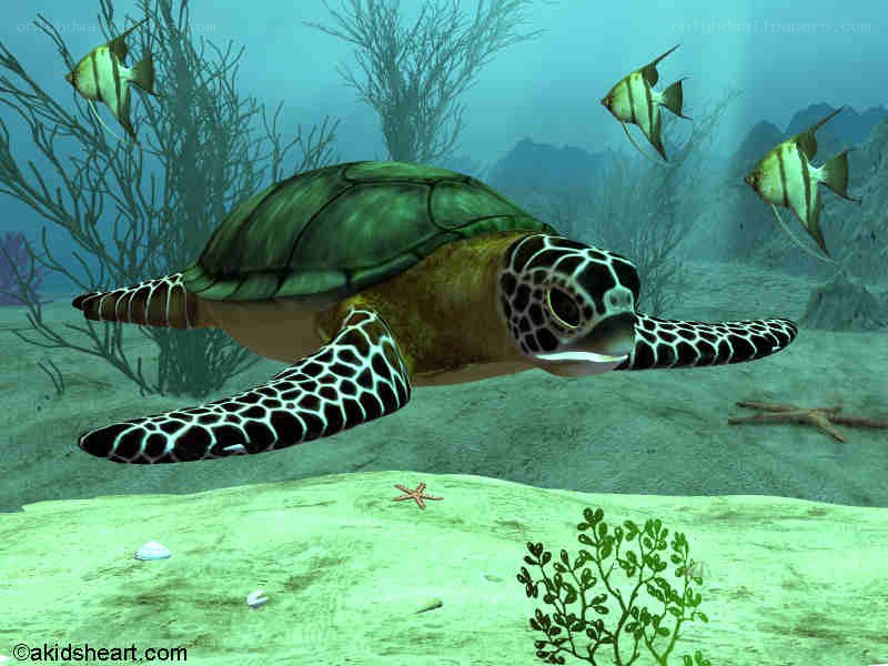 Sea turtle swimming underwater