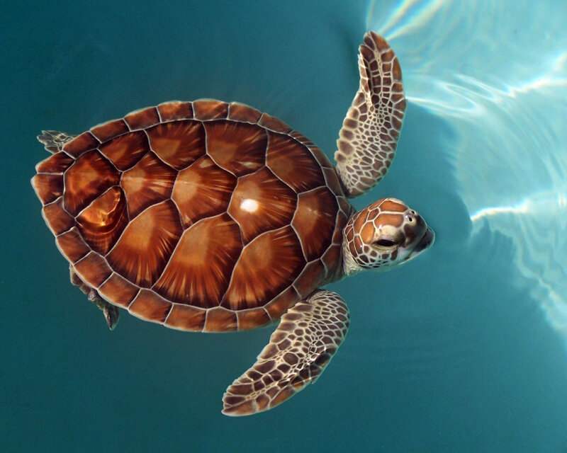 Sea turtle swimming underwater