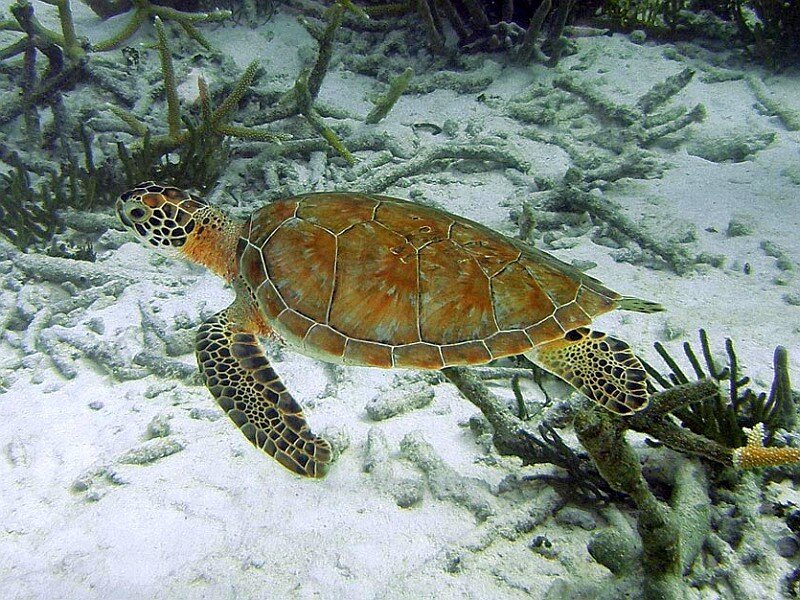 Sea turtle swimming underwater