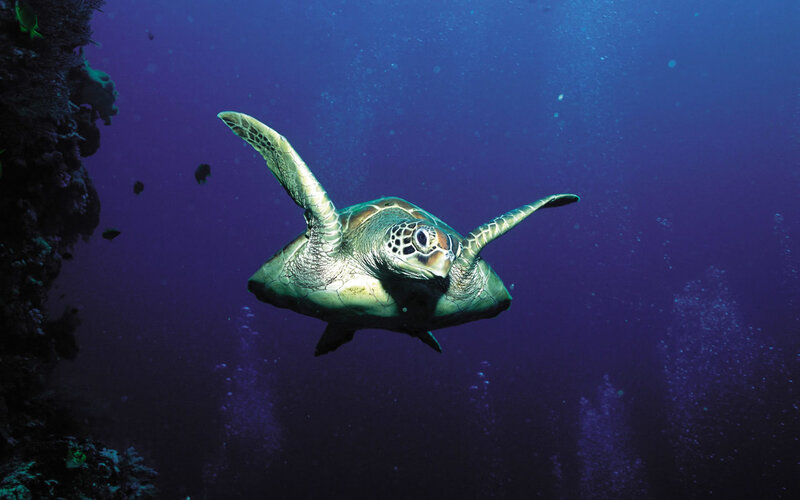 Sea turtle swimming underwater