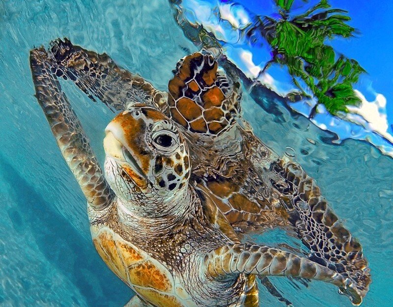 sea turtle swimming underwater