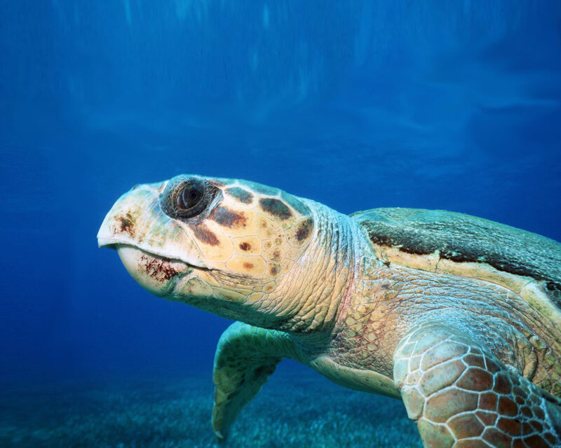 sea turtle swimming underwater
