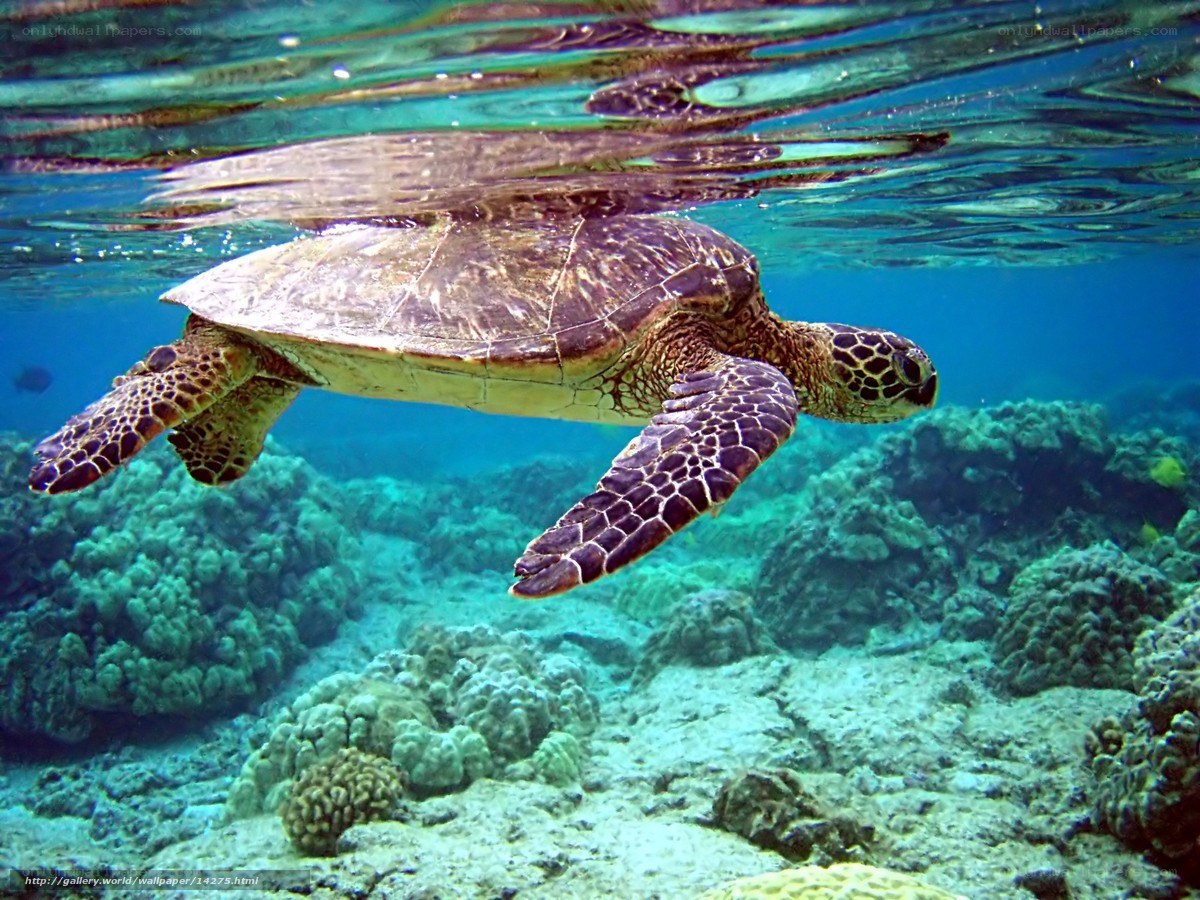 Sea turtle swimming underwater