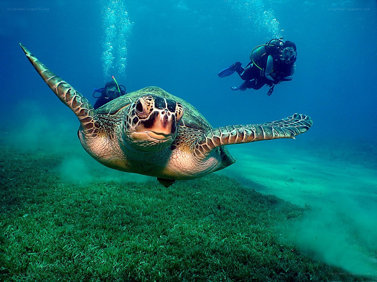 Sea turtle swimming with divers