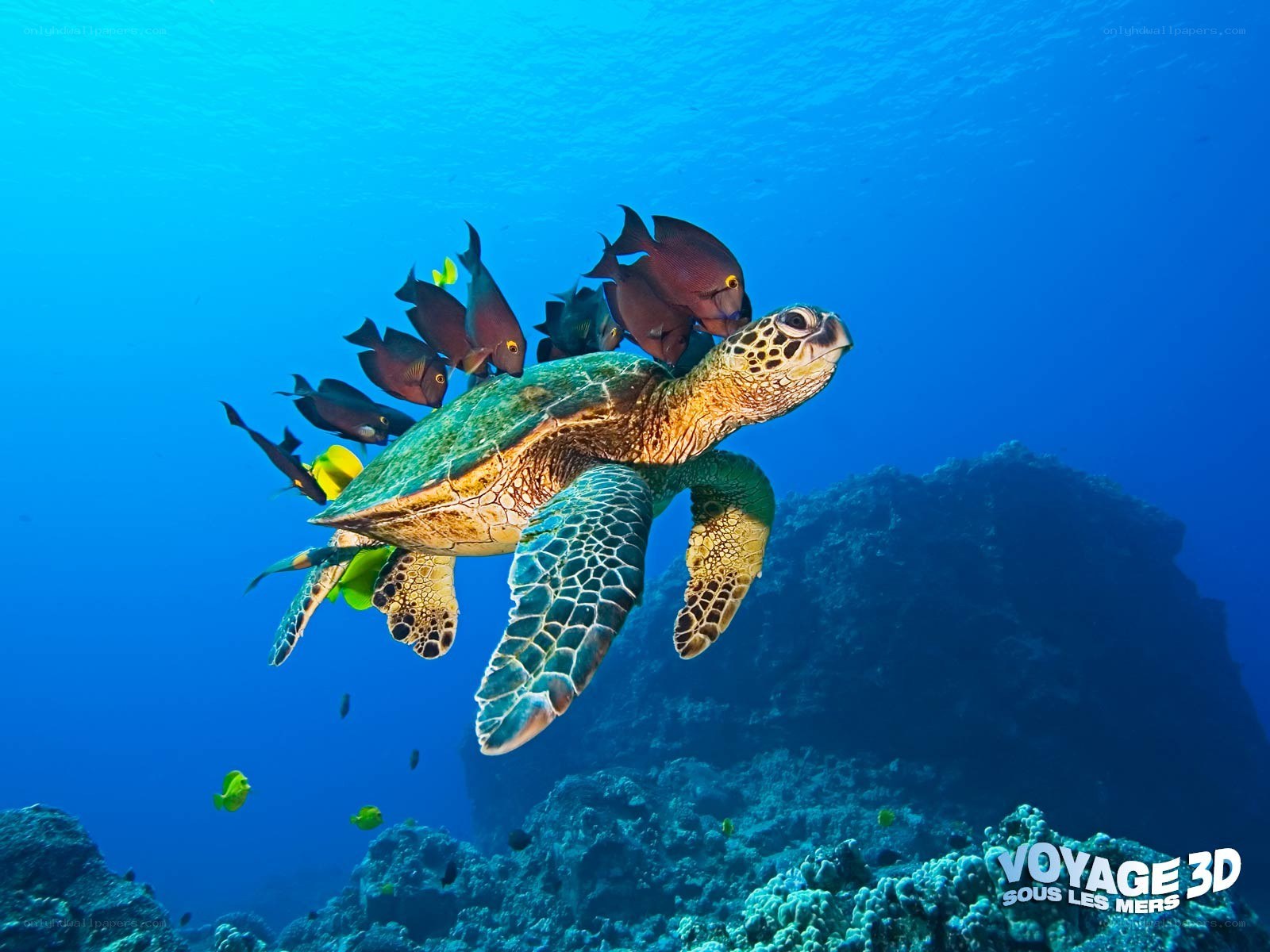Sea turtle swimming with fish