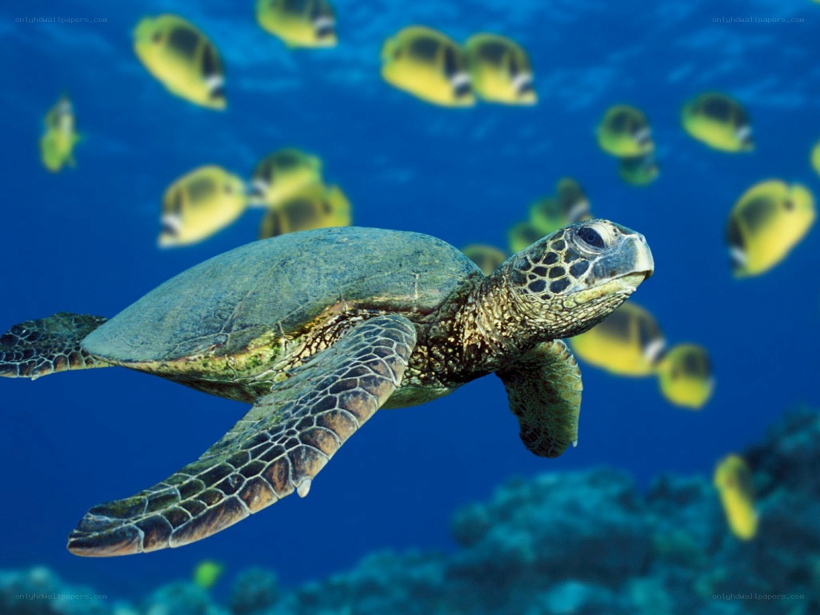 Sea turtle swimming with fish