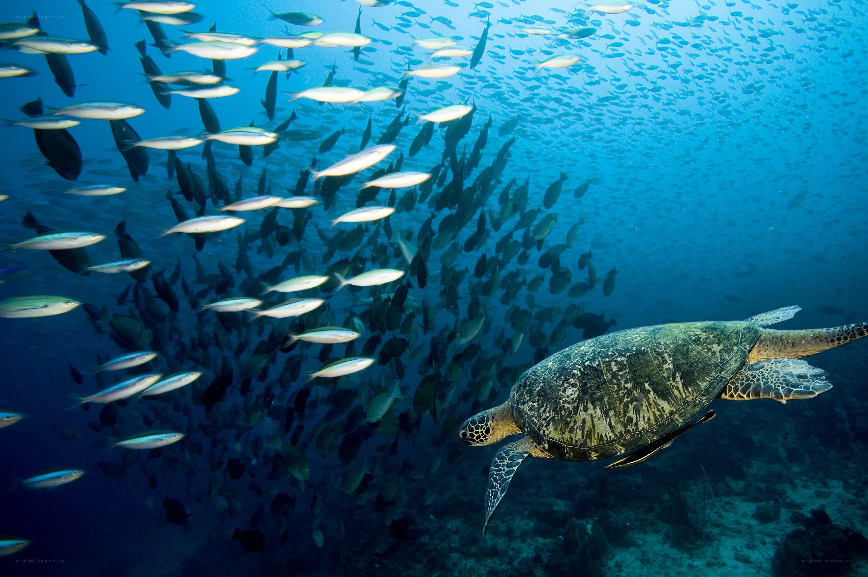 Sea turtle swimming with fish