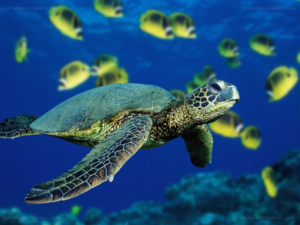 Sea turtle swimming with fish