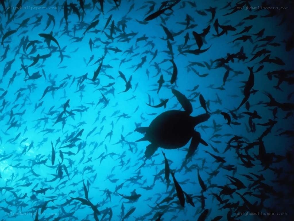 Sea turtle swimming with fish
