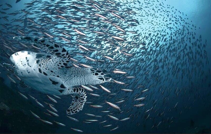 Sea turtle swimming with fish