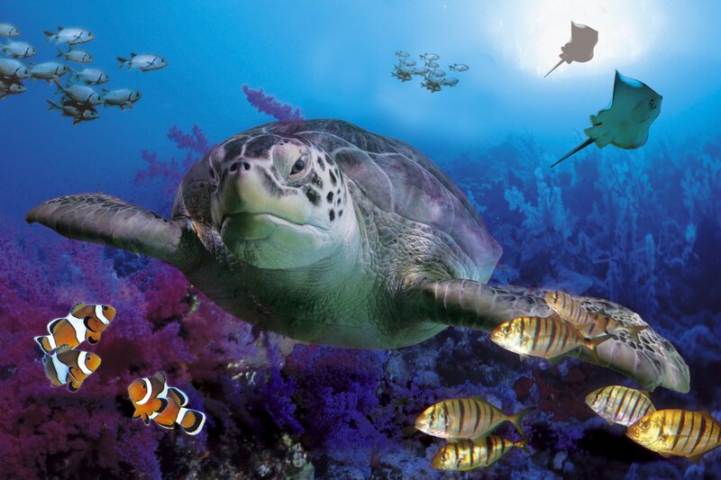 Sea turtle swimming with fish