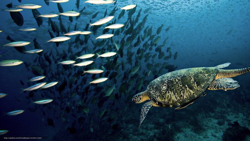 Sea turtle swimming with fish