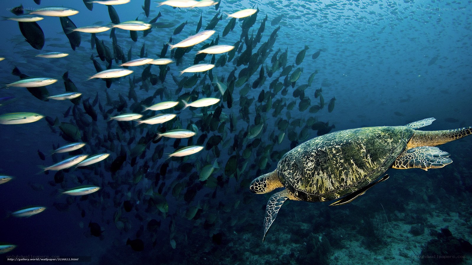 Sea turtle swimming with fish