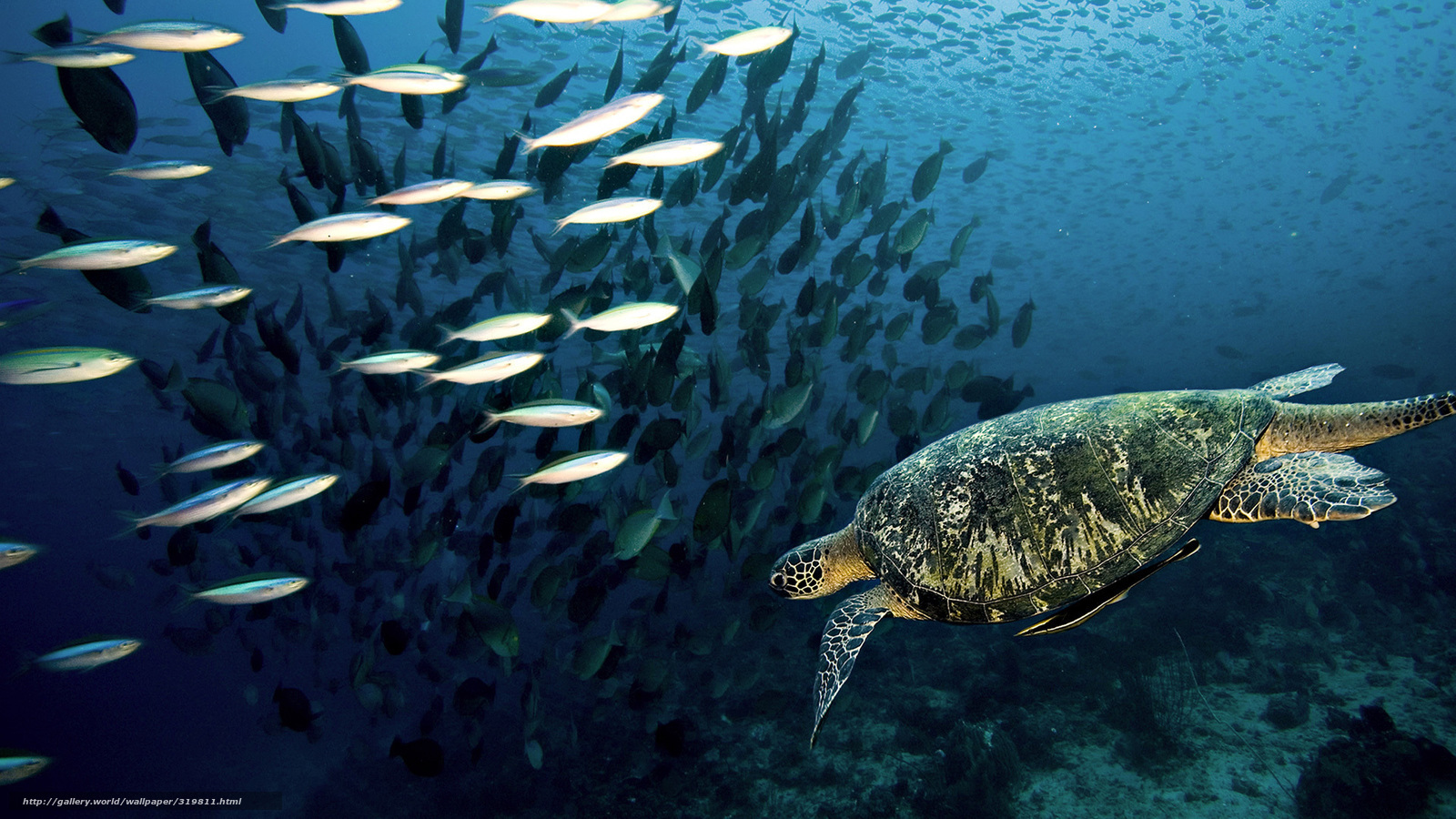 Sea turtle swimming with fish