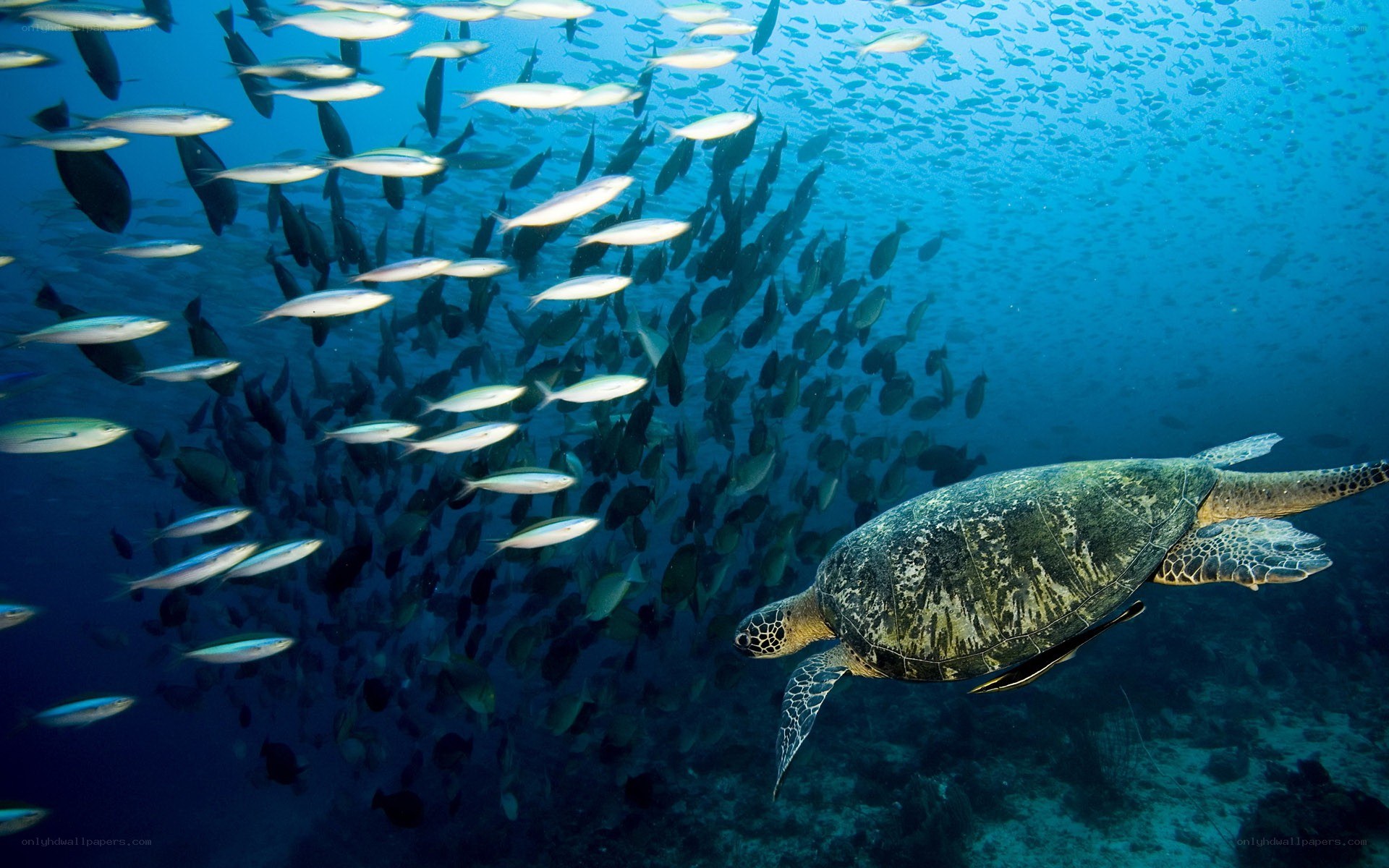 Sea turtle swimming with fish