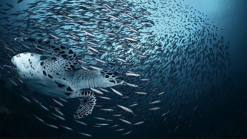Sea turtle swimming with fish
