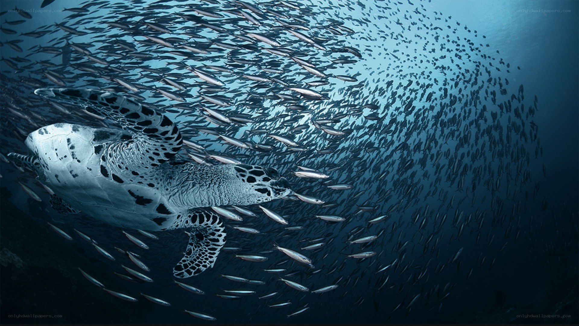 Sea turtle swimming with fish