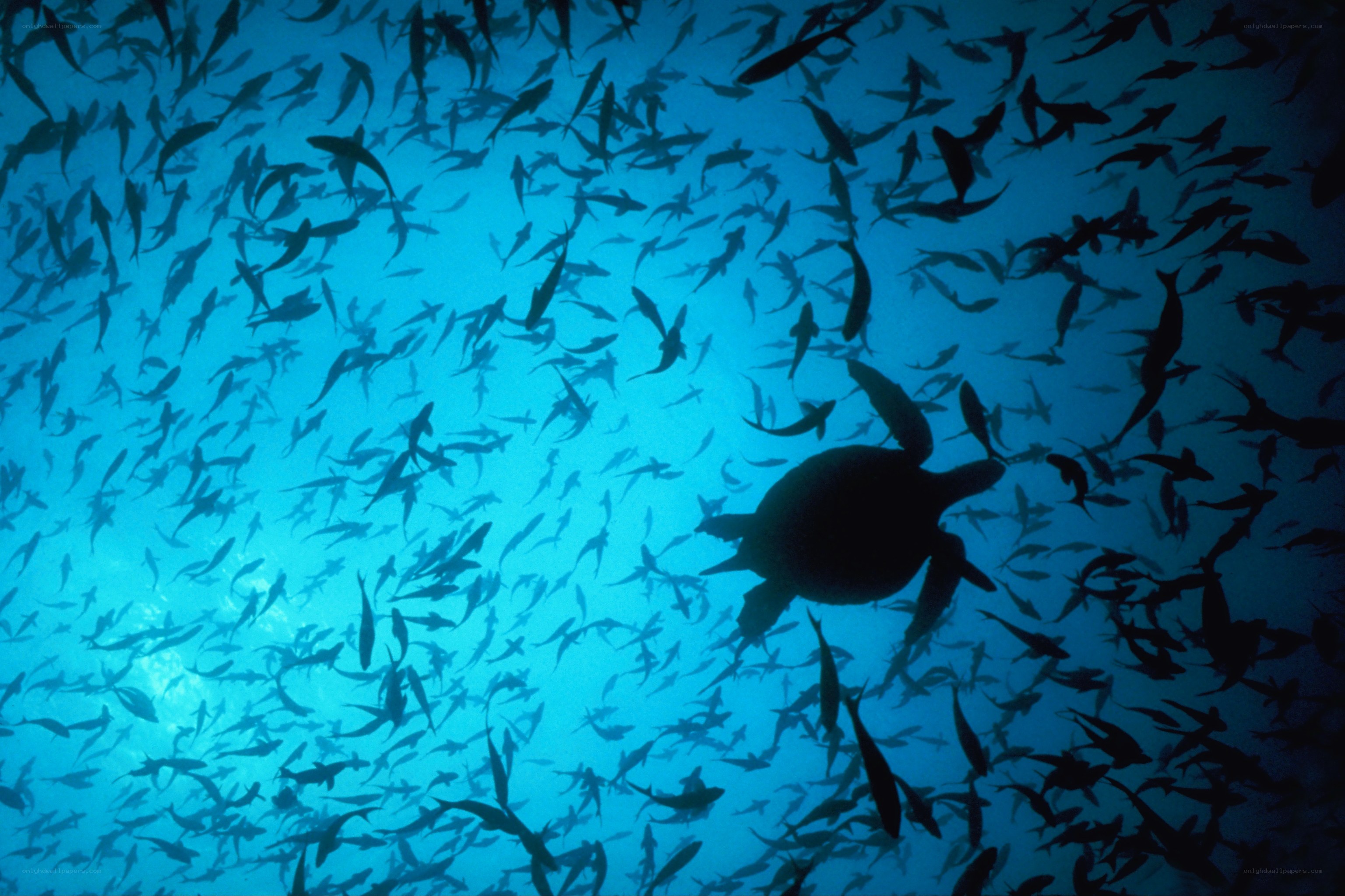 Sea turtle swimming with fish