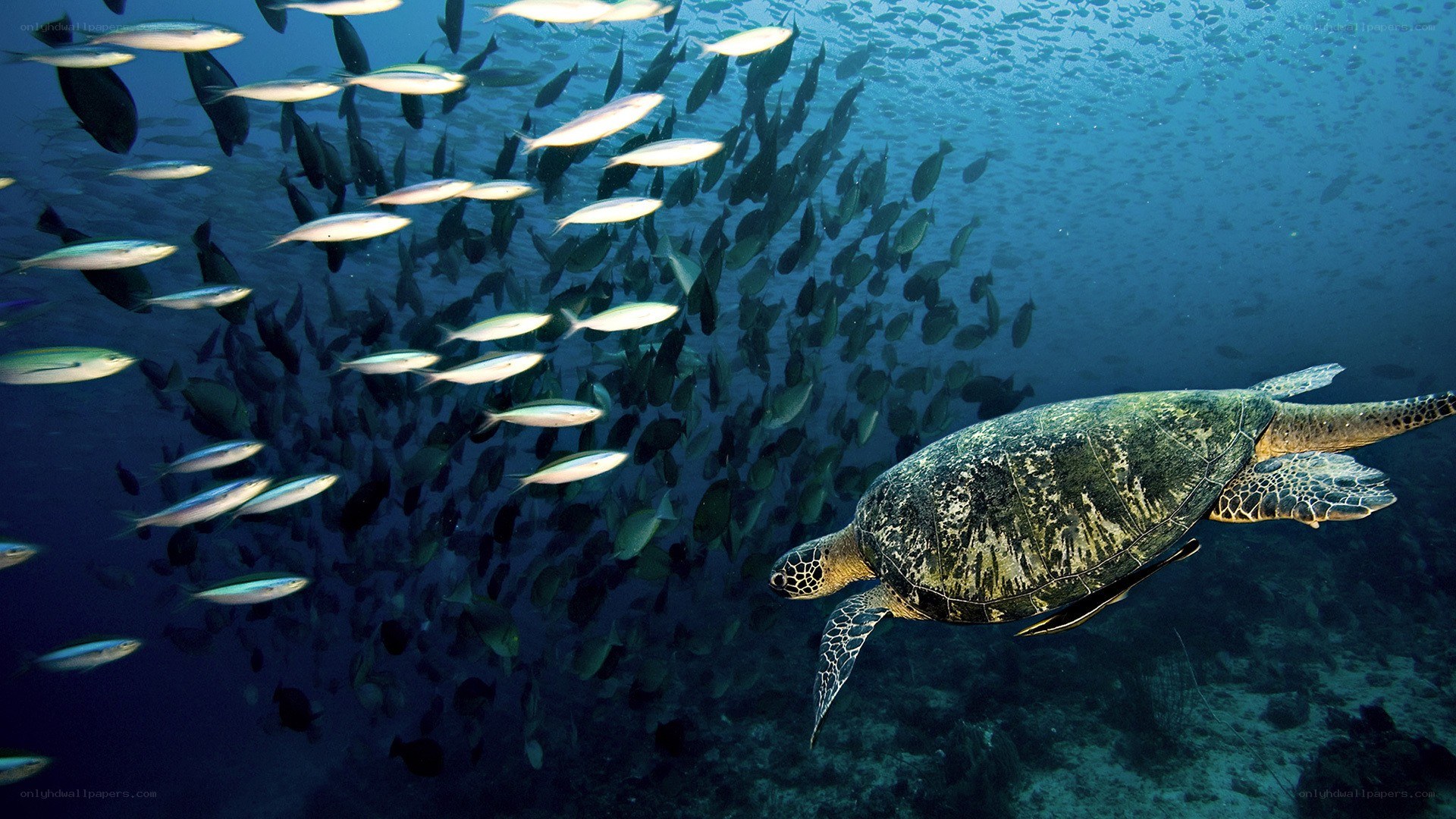 Sea turtle swimming with fish