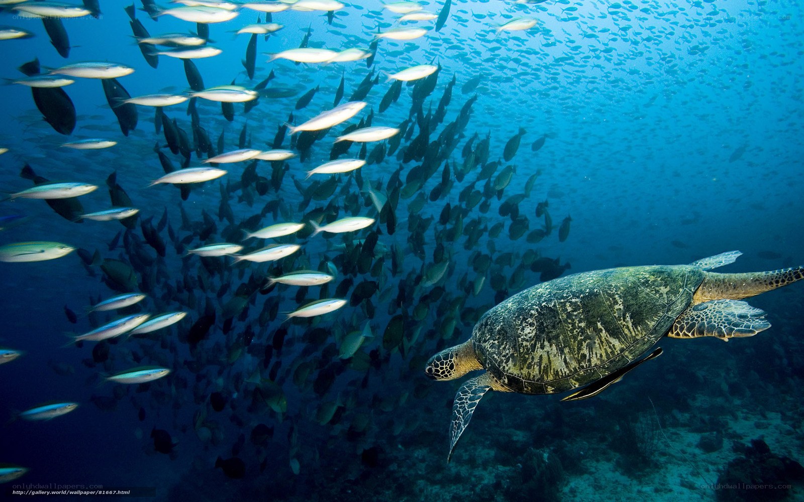 Sea turtle swimming with fish