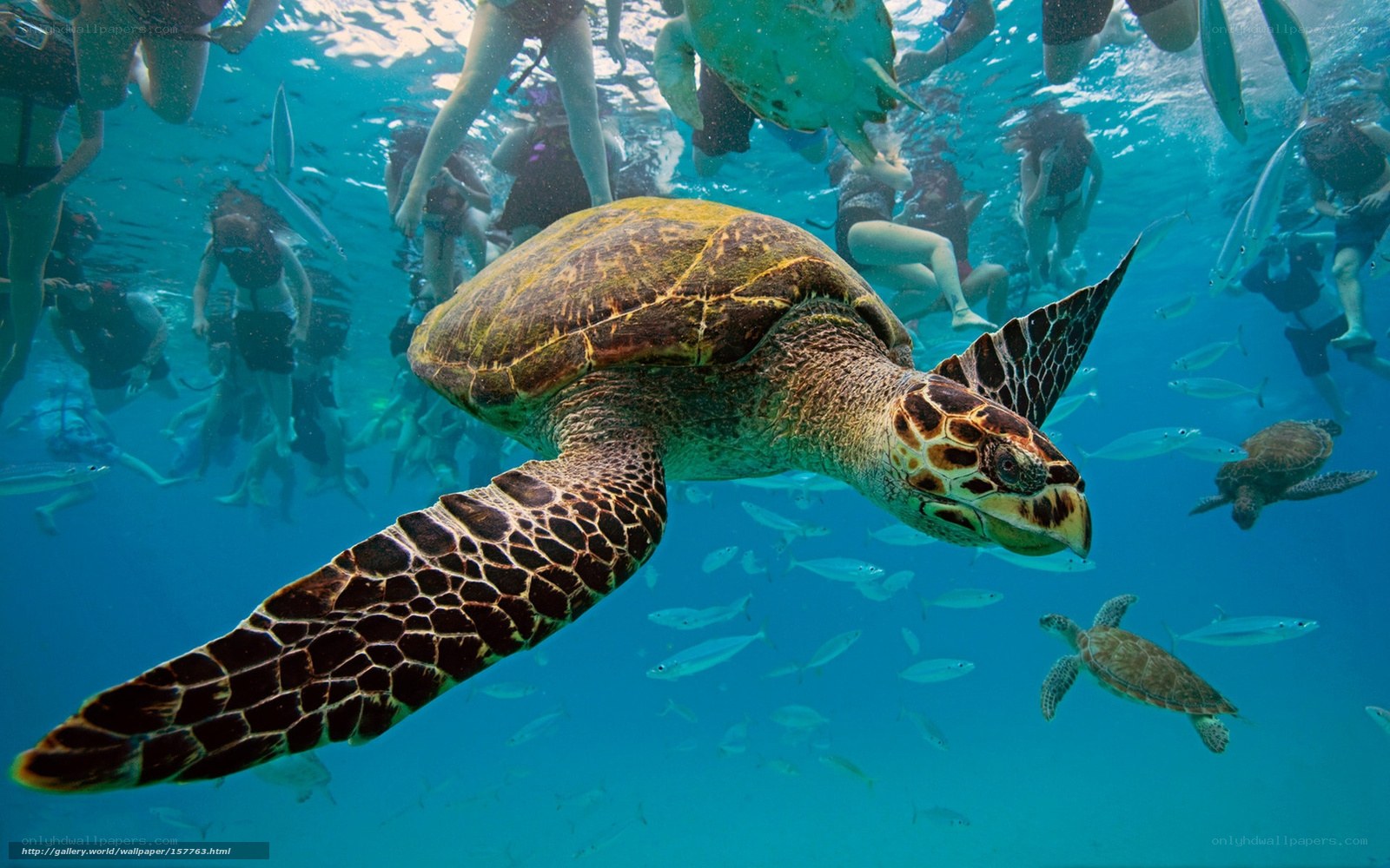 Sea turtle swimming with snorkelers