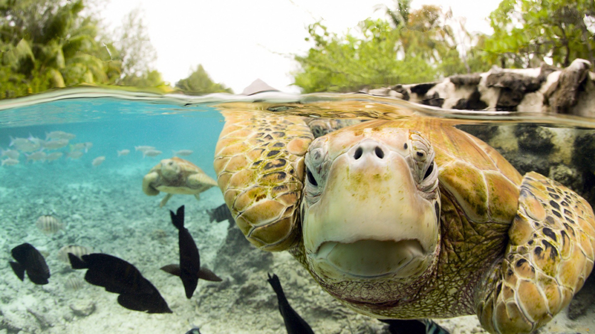 Sea turtle underwater close-up