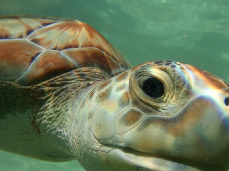 Sea Turtle Underwater — Green