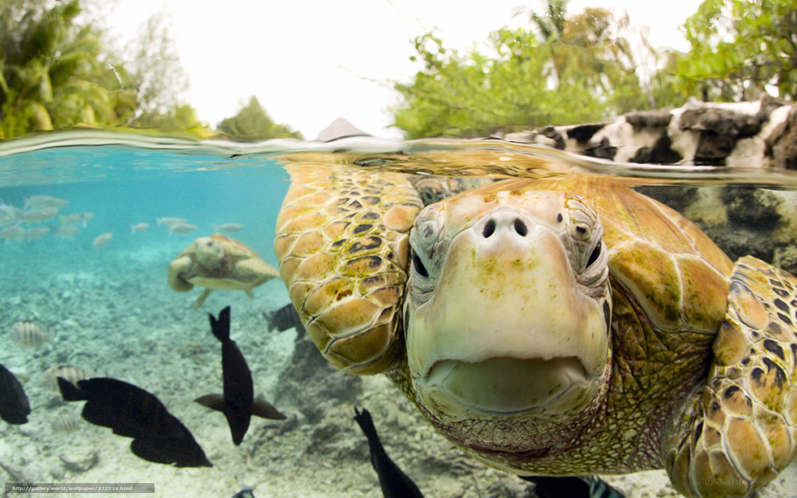 Sea turtle underwater portrait