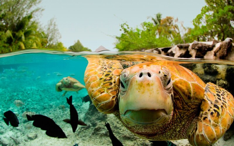 Sea turtle underwater scene