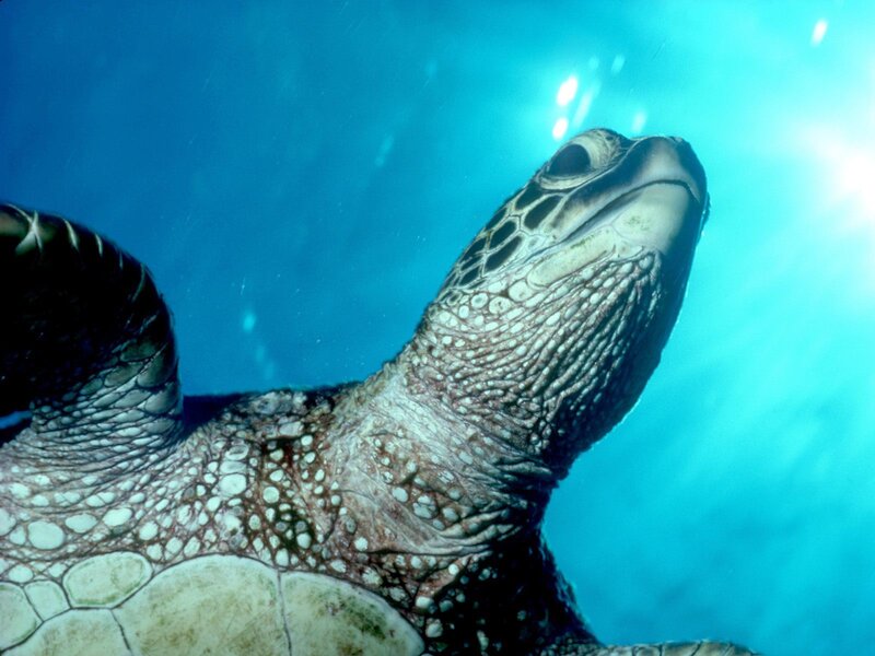 Sea turtle underwater