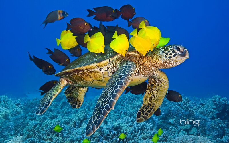 Sea turtle with fish