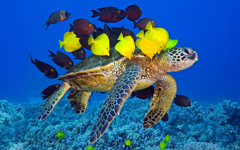 Sea Turtle with Fish — Blue