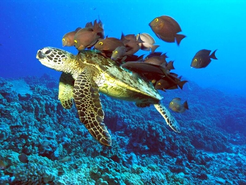 Sea turtle with fish in coral reef