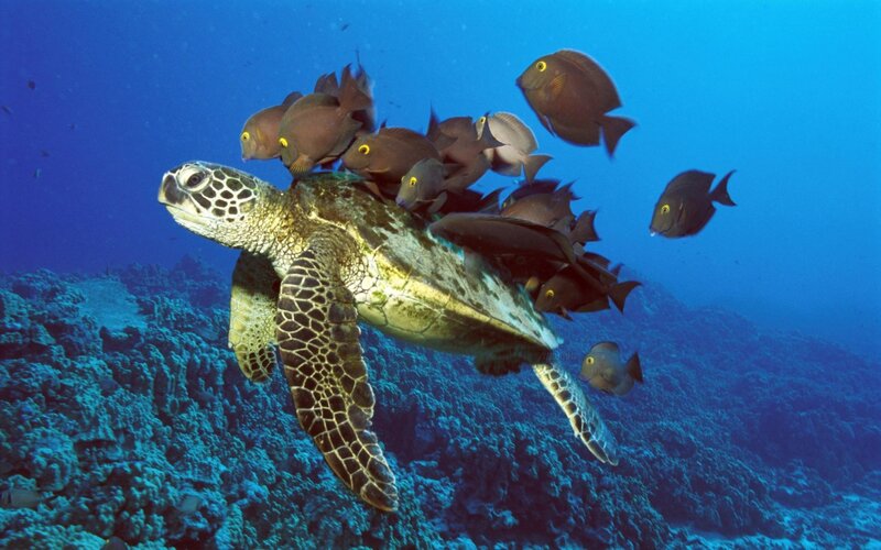 Sea turtle with fish school