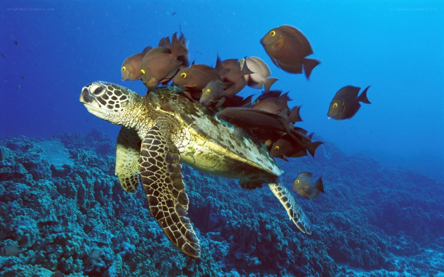 Sea turtle with fish school