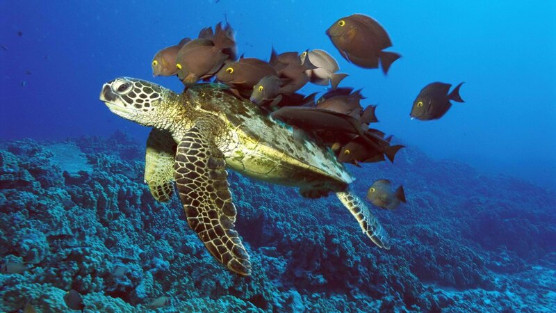 Sea turtle with fish school