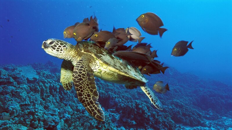 Sea turtle with fish school