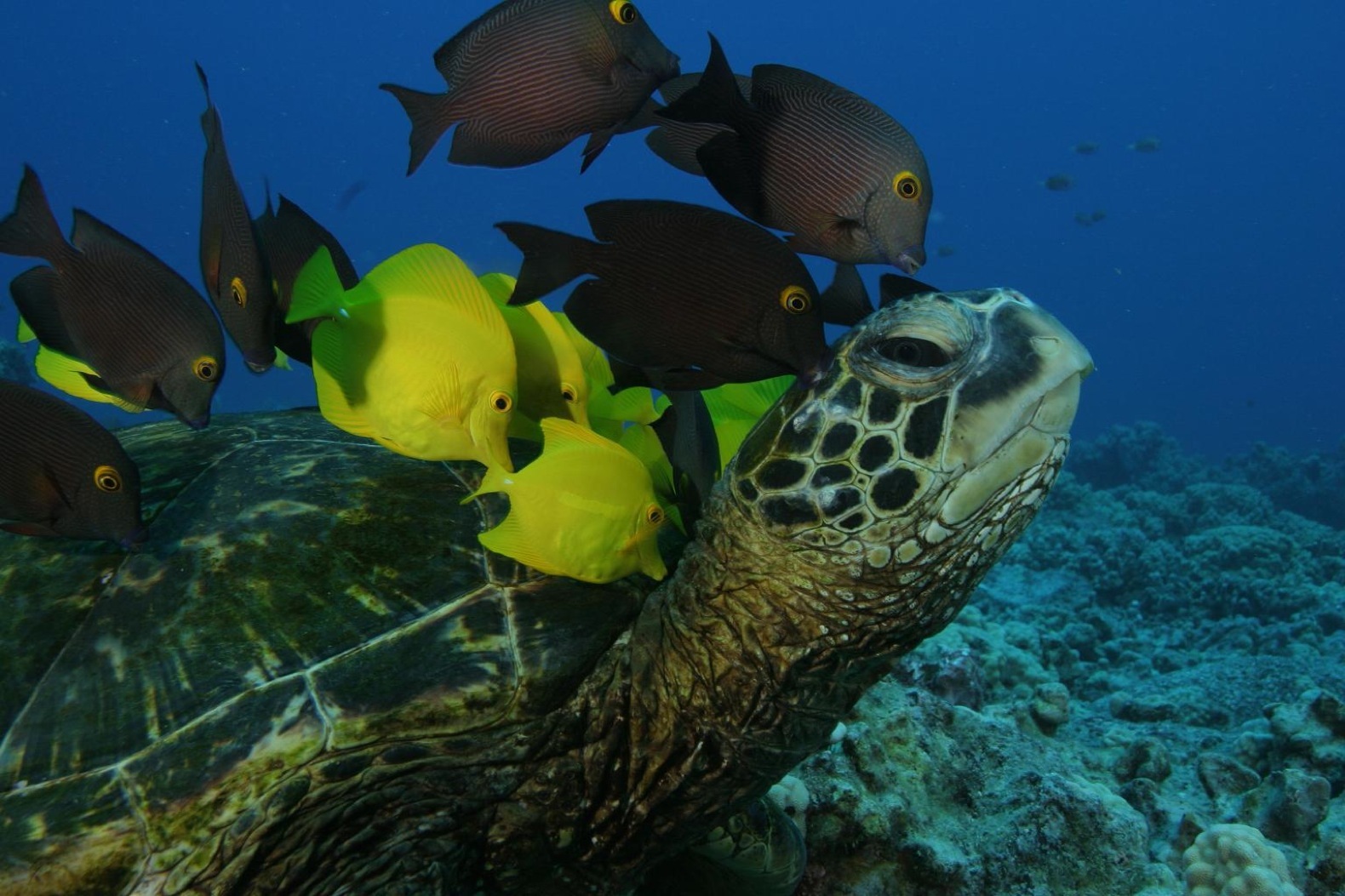 Sea turtle with fish