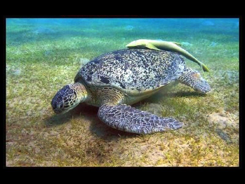 Sea turtle with remora