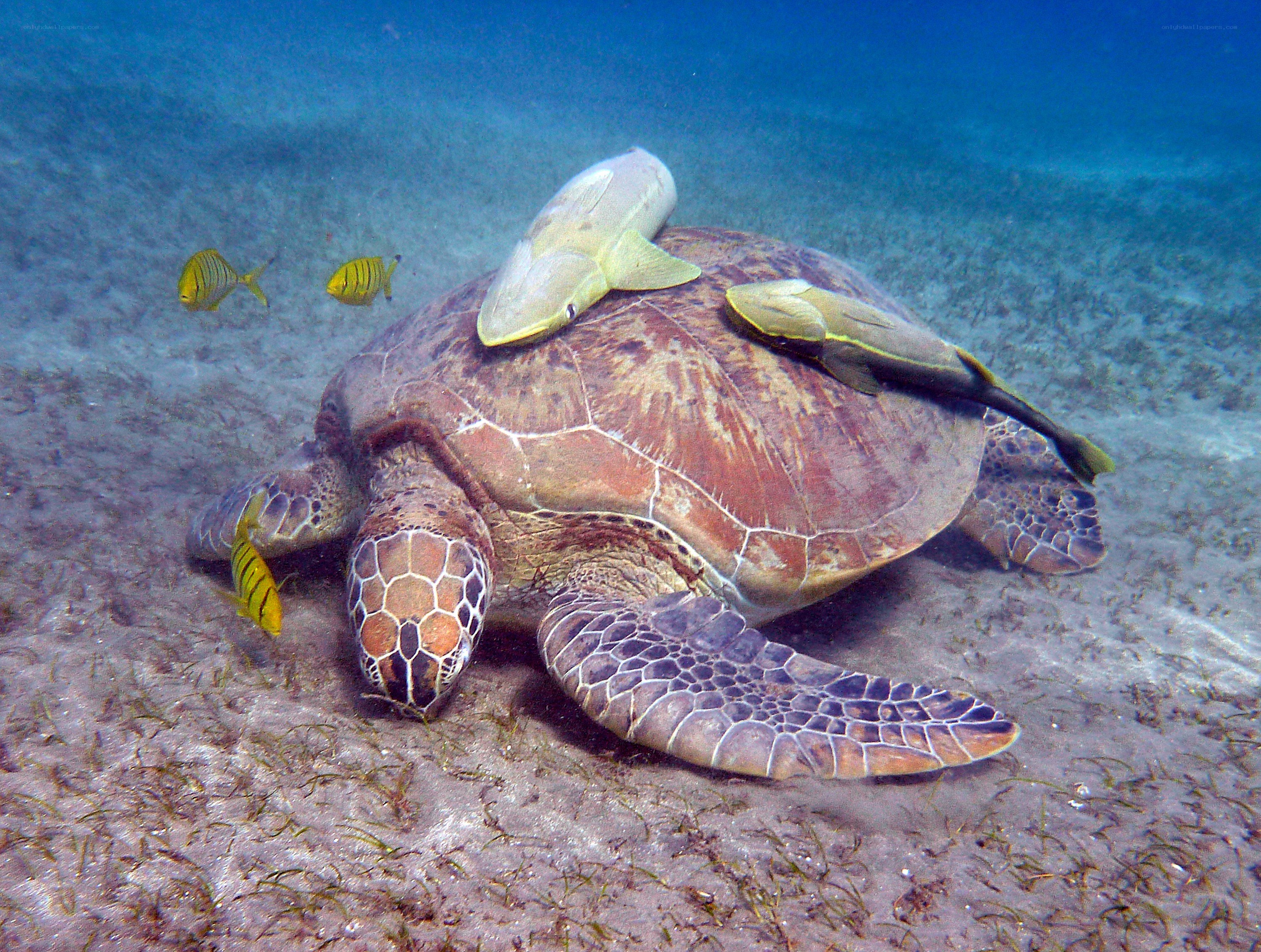 Sea turtle with remoras underwater