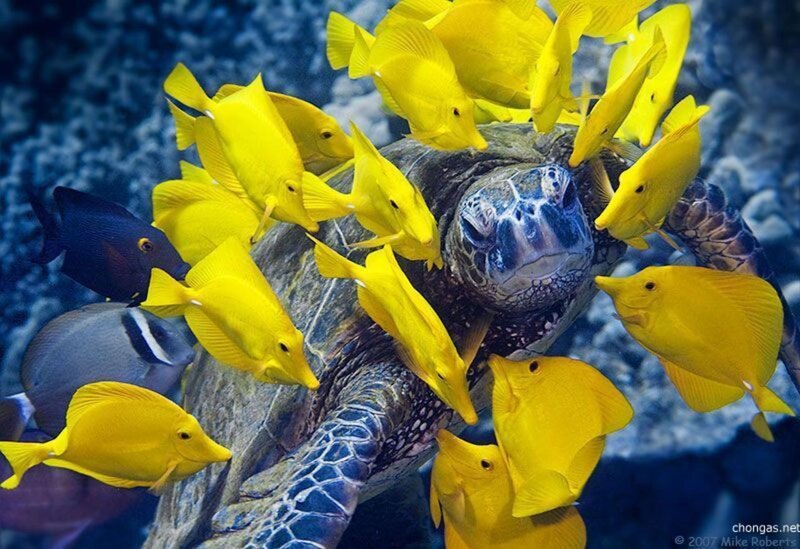 Sea Turtle with Yellow Fish — Calm