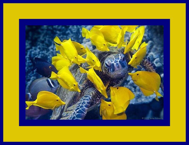 Sea Turtle with Yellow Fish