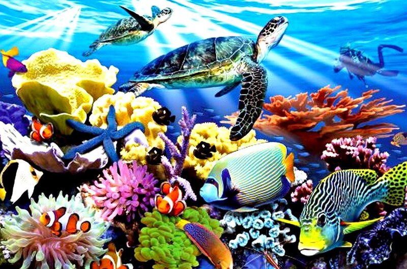 Sea Turtles and Tropical Fish