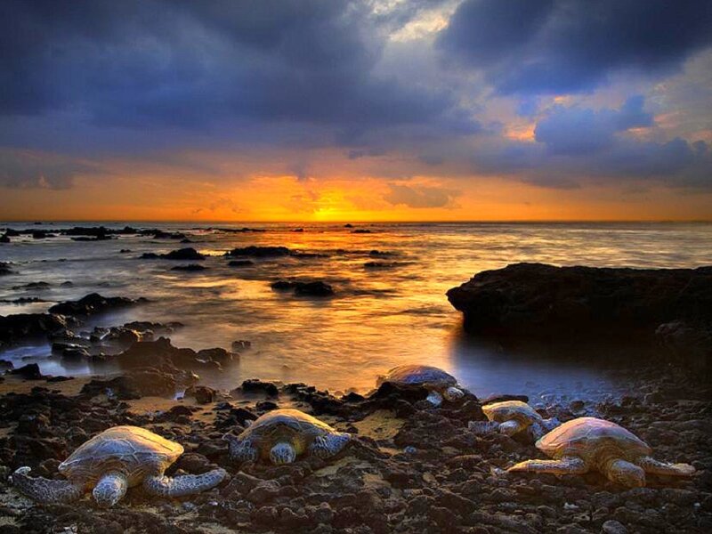 Sea turtles at sunset on rocks