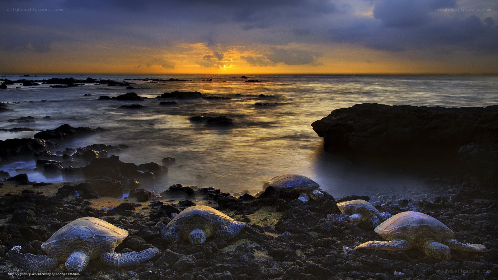 Sea turtles at sunset on rocks