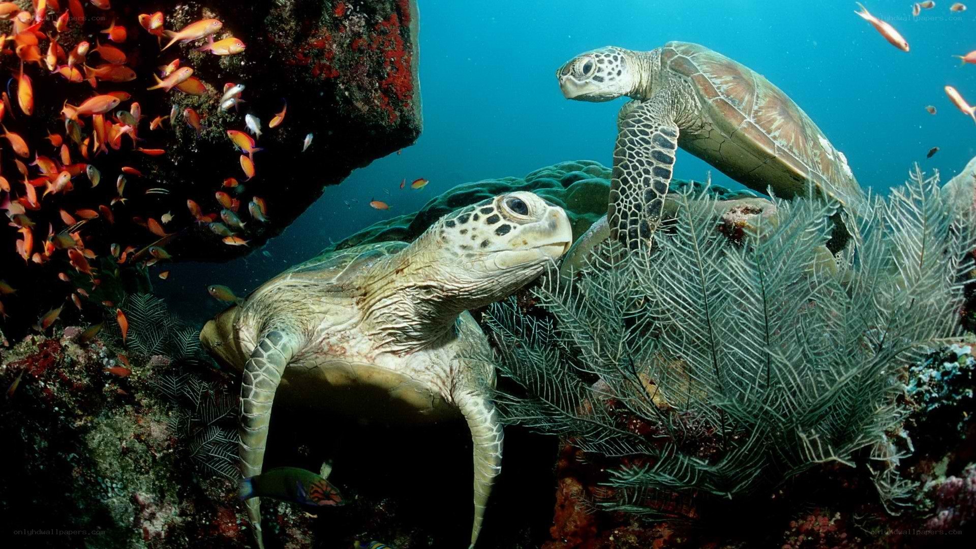 Sea turtles in coral reef