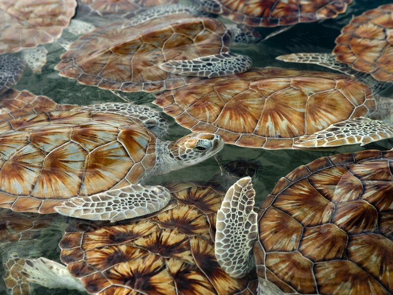 Sea turtles in shallow water