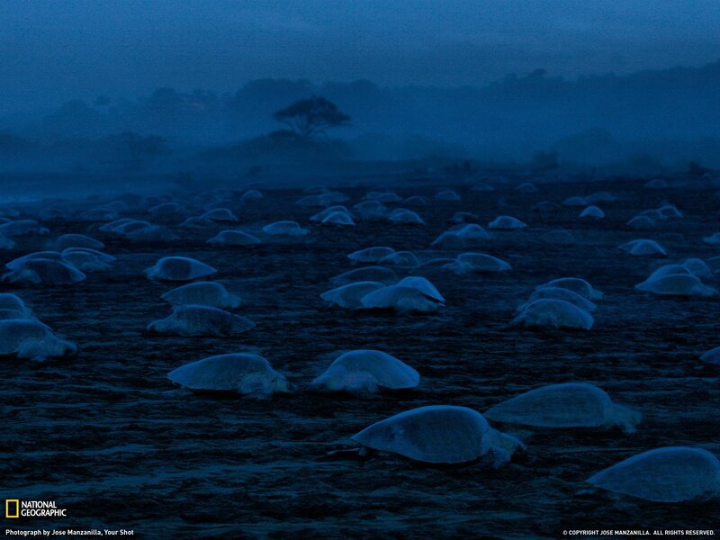 Sea turtles nesting at night