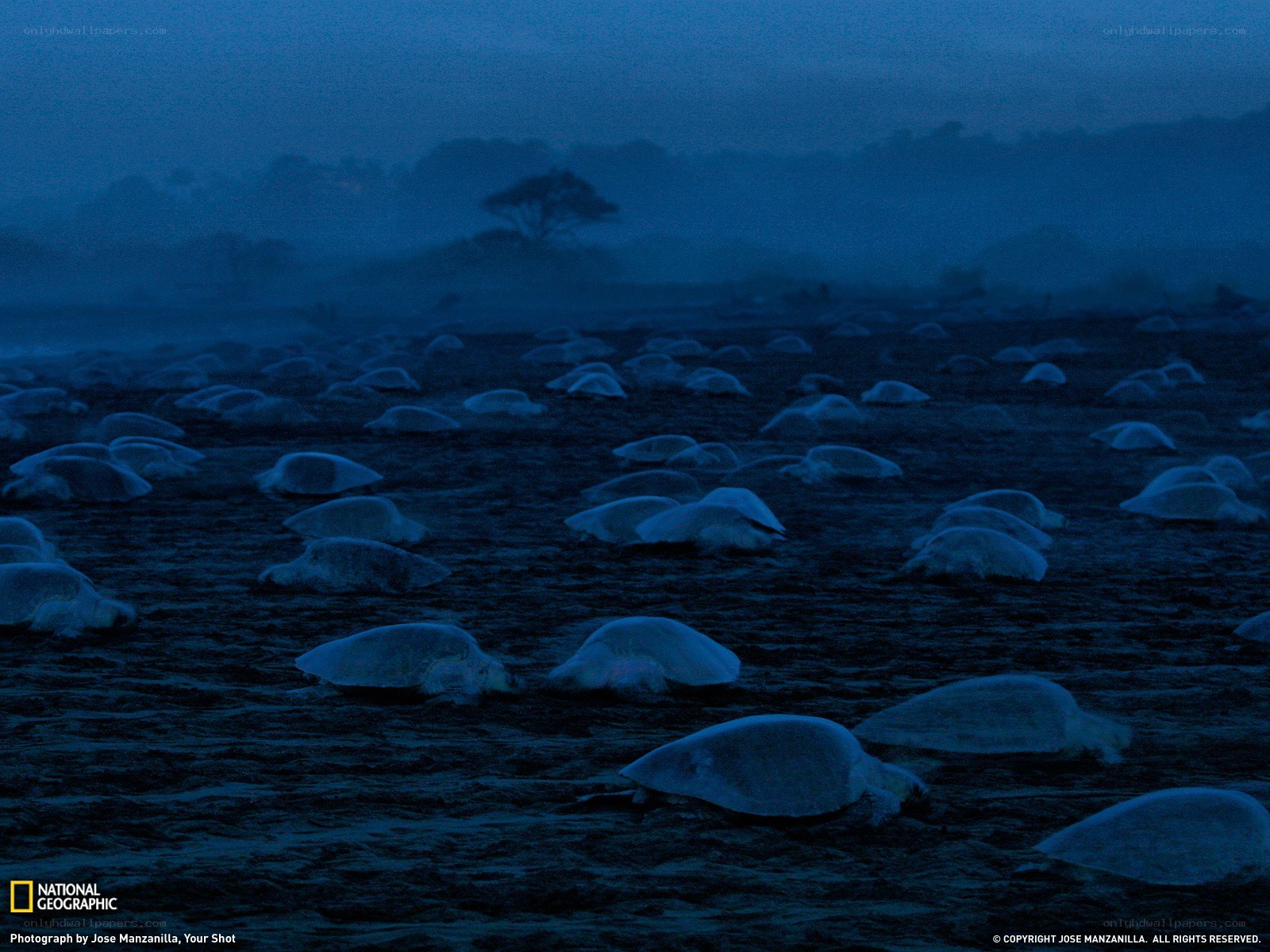 Sea turtles nesting at night