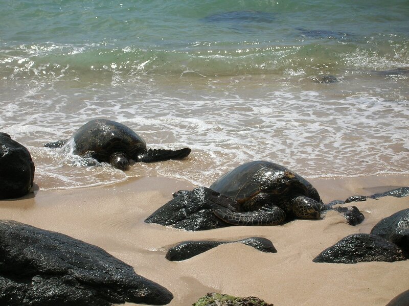 Sea turtles on a sandy beach